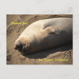Elephant Seal San Simeon, Kalifornien Vykort
