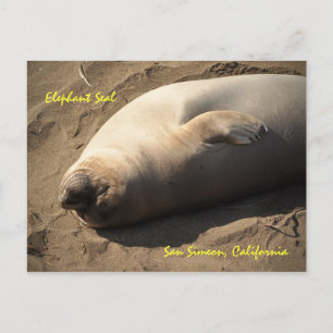 Elephant Seal San Simeon, Kalifornien Vykort