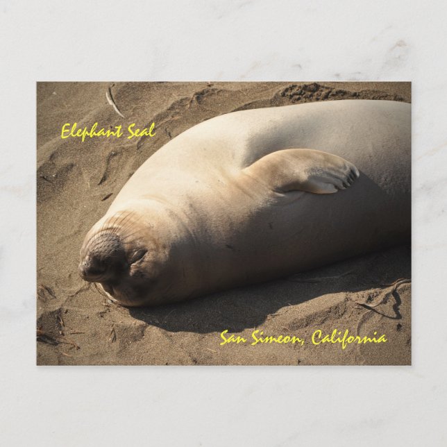 Elephant Seal San Simeon, Kalifornien Vykort (Framsida)