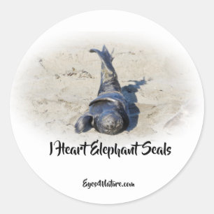 Elephant Seal valp Runt Klistermärke