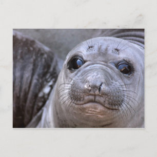 Elephant Seal Valp Vykort