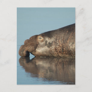 Elephant Seal Vykort