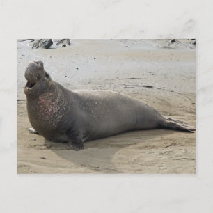 Elephant Seal-vykort Vykort