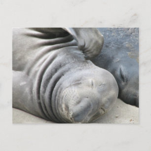 Elephant Seal-vykort Vykort