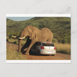 Elephant Sits på den Vykort