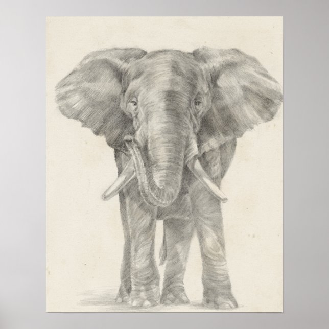 Elephant Sketch Poster (Framsidan)