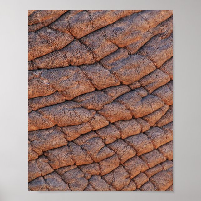 Elephant Skin Poster (Framsidan)