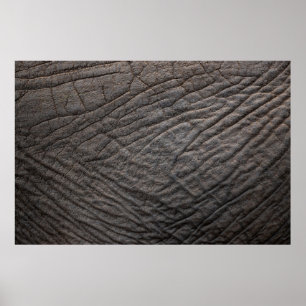 Elephant skin struktur pachyderm poster