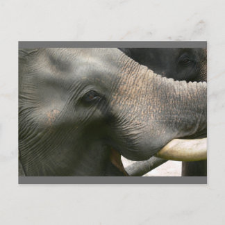 Elephant Smile Photo i Thailand Vykort
