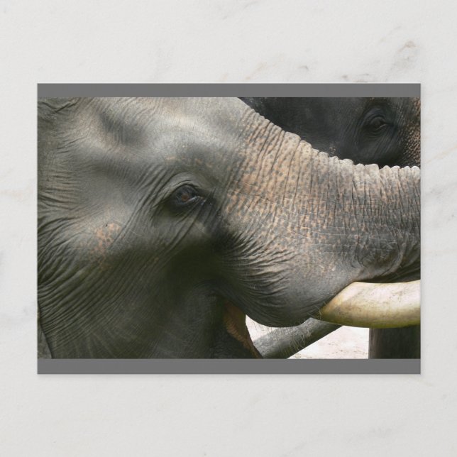 Elephant Smile Photo i Thailand Vykort (Framsida)