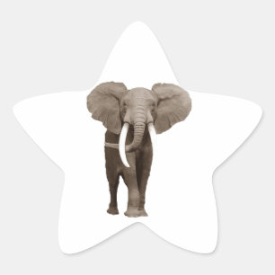 Elephant Stjärnformat Klistermärke