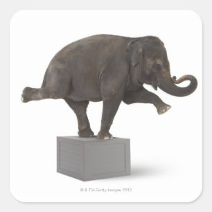 Elephant-trick-trick på låda fyrkantigt klistermärke