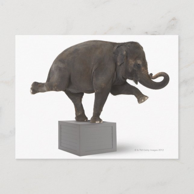 Elephant-trick-trick på låda vykort (Framsida)
