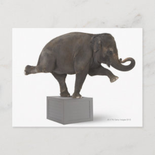 Elephant-trick-trick på låda vykort