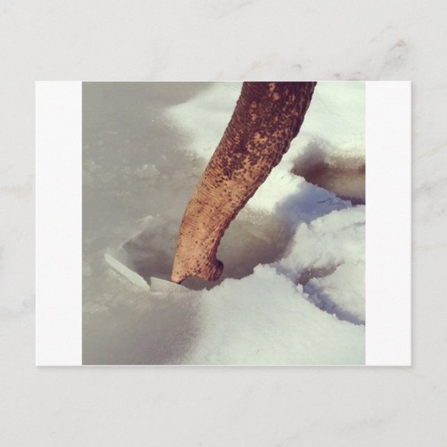 Elephant Trunk Vykort (Framsida)