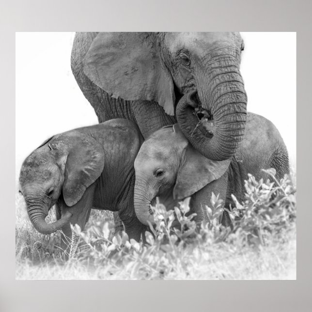 Elephant & Two Calves | Samburu Poster (Framsidan)
