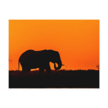 Elephant vid Sunset i Chobe
