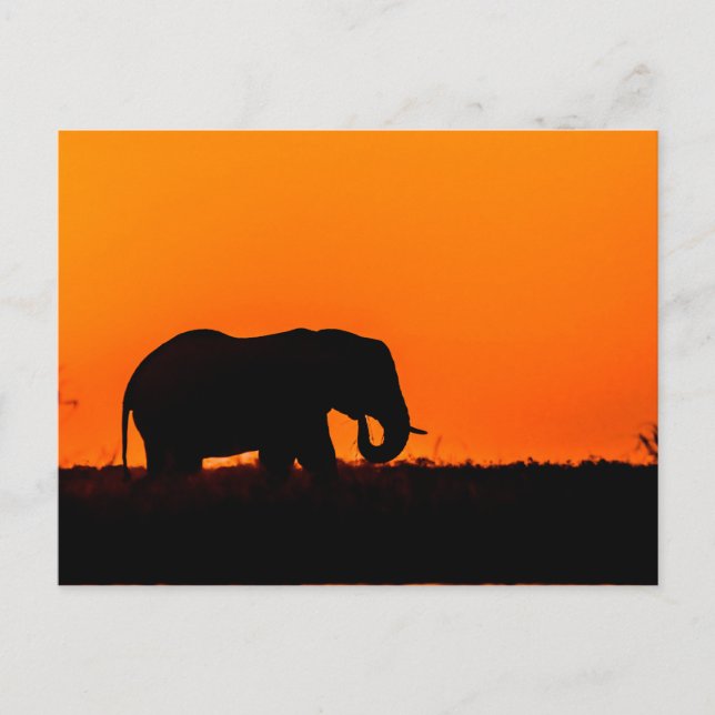 Elephant vid Sunset i Chobe Vykort (Framsida)