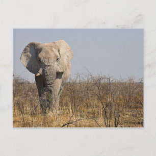 Elephant Vykort