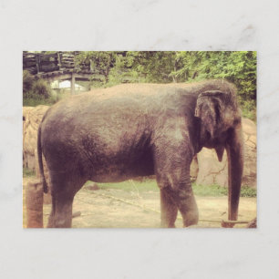 Elephant Vykort