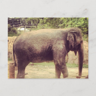 Elephant Vykort