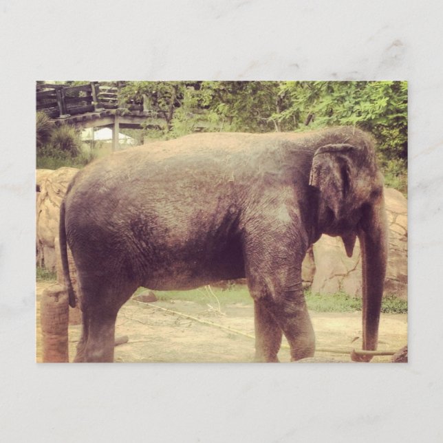 Elephant Vykort (Framsida)