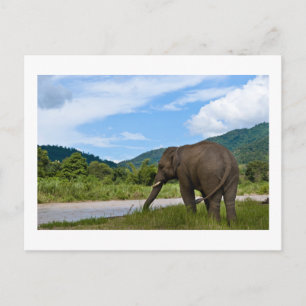 Elephant Vykort