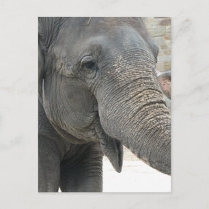 Elephant Vykort