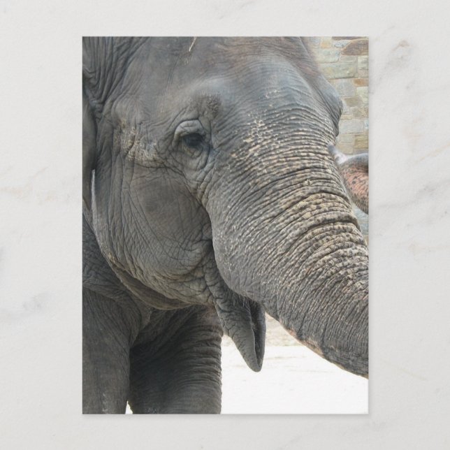 Elephant Vykort (Framsida)