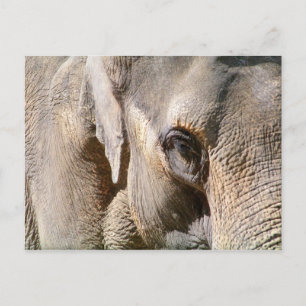 ELEPHANT VYKORT