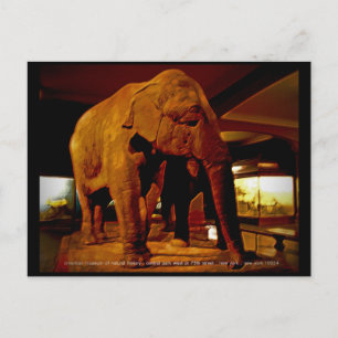 Elephant Vykort
