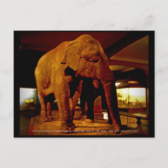 Elephant Vykort (Framsida)