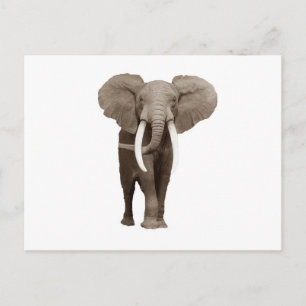 Elephant Vykort