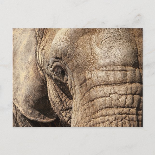 Elephant Vykort (Framsida)