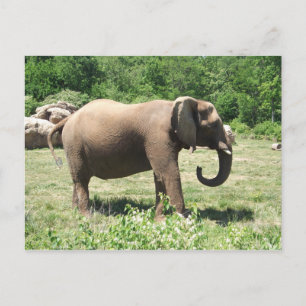 Elephant Vykort