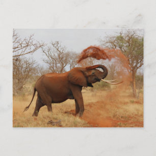 Elephant Vykort