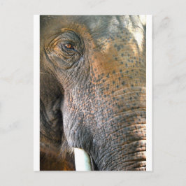 Elephant Vykort