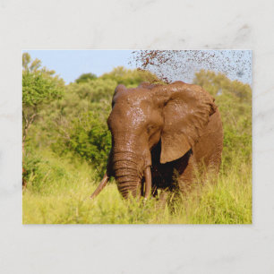 Elephant Vykort