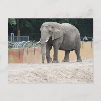 Elephant Vykort
