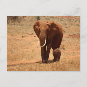 Elephant Vykort