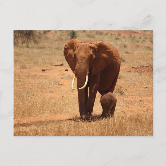 Elephant Vykort (Framsida)