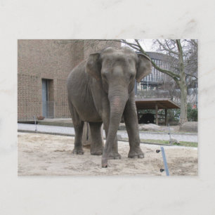 ELEPHANT-vykort Vykort