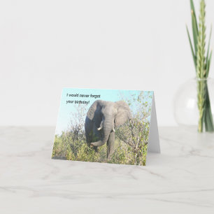 ELEPHANT WALKING TO CAMERA KORT