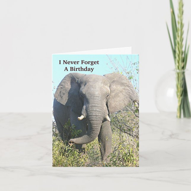 ELEPHANT WALKING TO CAMERA KORT (Framsida)