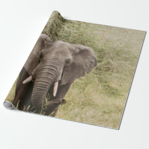 ELEPHANT WATCHAR EN TOUR CAR PRESENTPAPPER