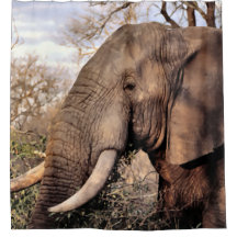 Elephant Wildlife Shower Curtain