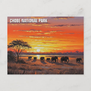 Elephanter i Chobe National Park Botswana Vykort