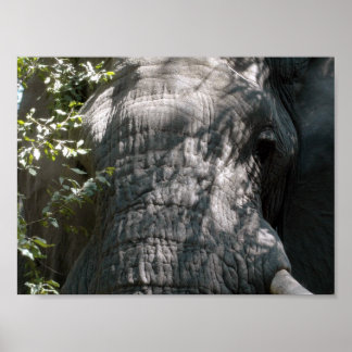 Elephants ansikte poster