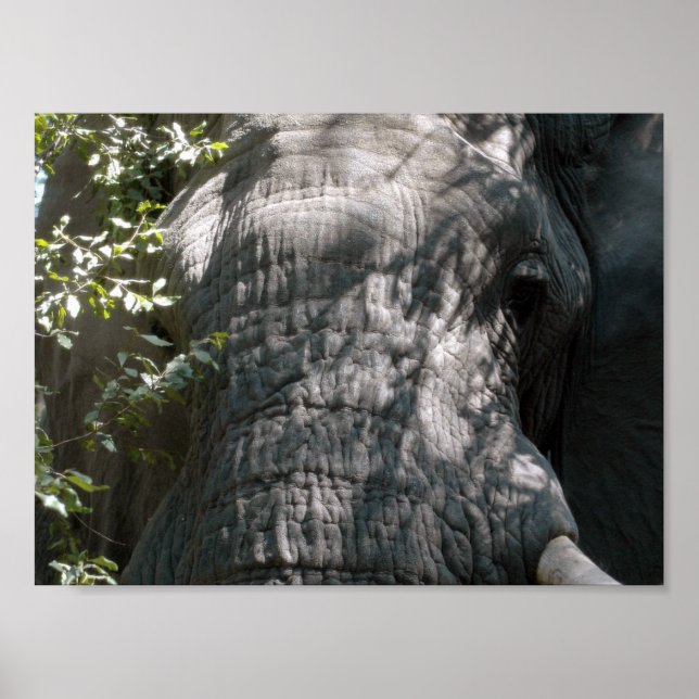 Elephants ansikte poster (Framsidan)