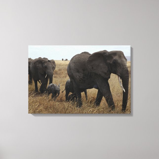 Elephants Canvastryck (Framsida)